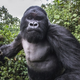 Illustration for article titled Amazing Photo Of An Intoxicated Gorilla About To Punch A Photographer - UPDATED